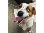 Adopt Saul a Mixed Breed