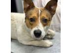 Adopt Ernie a Mixed Breed
