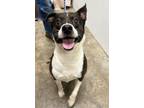 Adopt Tonie a Mixed Breed