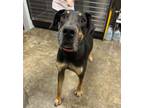 Adopt Chevy a Mixed Breed