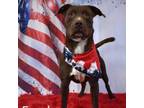 Adopt Ford a Chocolate Labrador Retriever