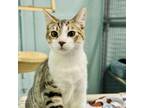 Adopt Angel a Domestic Short Hair