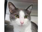 Adopt Kyle 5185 a Domestic Short Hair