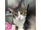 Adopt Lumiere a Domestic Short Hair