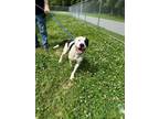 Adopt Turner a Pit Bull Terrier