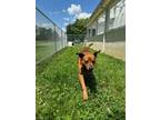 Adopt Clifford a Labrador Retriever, Mixed Breed