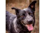 Adopt Roy a Australian Cattle Dog / Blue Heeler