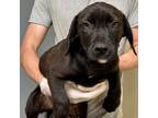 Adopt Berkeley a Retriever, Mixed Breed