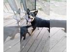 Shollie DOG FOR ADOPTION RGADN-1088095 - Hudson - Border Collie / German