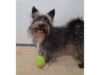 Adopt Warner a Yorkshire Terrier, Terrier
