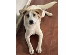 Adopt Charlie 3137 a Labrador Retriever