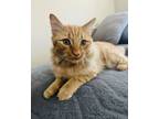 Adopt Gus a Domestic Long Hair