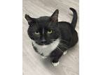 Adopt Rocky a Domestic Short Hair