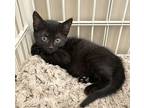 Luna Maine Coon Kitten Female