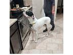 Krypto Bull Terrier Adult Male