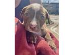 Stella Puppy Female