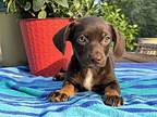 coby Dachshund Puppy Female