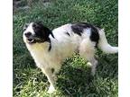 KIMBA Lakeland Terrier Adult Female