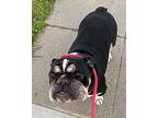 Bruce English Bulldog Young Male