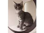 Luna Domestic Mediumhair Kitten Female