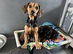 winnie Dachshund Puppy Female