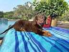 doby Dachshund Puppy Male