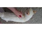 Urgent P Siamese Adult Male