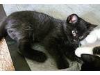 Jeep Domestic Shorthair Kitten Male