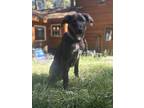 Adopt Timmy a Border Collie / German Shepherd Dog / Mixed dog in Stagecoach