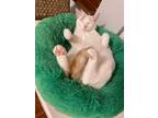 Adopt Rex a White (Mostly) Domestic Shorthair / Mixed (short coat) cat in