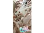 Adopt Moon a White (Mostly) Tabby / Mixed (short coat) cat in Chicago