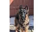 Adopt Zeus a Brown/Chocolate - with Black German Shepherd Dog / Mixed dog in