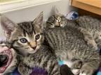 Adopt Bunsen a Brown Tabby Domestic Shorthair / Mixed (short coat) cat in Davis