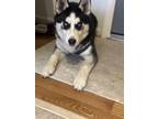 Adopt Rocky a White - with Black Husky / Mixed dog in Cockeysville