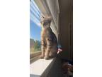 Adopt Nyla a Brown Tabby American Shorthair / Mixed (medium coat) cat in Desoto