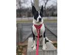 Adopt Mac a Black - with White Mutt / Mixed dog in Boston, MA (41564753)
