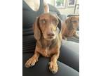 Adopt Frankie3 (bonded with Oscar17) a Brown/Chocolate Dachshund / Mixed dog in