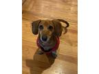 Adopt Oscar17 (bonded with Frankie3) a Red/Golden/Orange/Chestnut Dachshund /