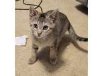 Adopt Rickisha a Gray, Blue or Silver Tabby Domestic Shorthair / Mixed (short