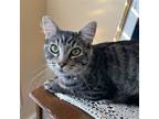 Adopt Kiki a Brown Tabby Maine Coon / Mixed (medium coat) cat in Garland