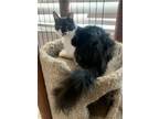 Adopt Malibu a Black & White or Tuxedo Domestic Mediumhair / Mixed (medium coat)