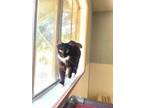 Adopt Penny Mae a Maine Coon (long coat) cat in Parlier, CA (41562130)