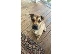 Adopt Winnie a Brown/Chocolate - with Black Shar Pei / Shepherd (Unknown Type) /