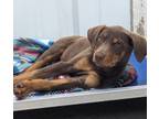 Adopt Ginger a Doberman Pinscher / Mixed Breed (Medium) / Mixed dog in Tool