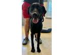 Adopt Blake a Labrador Retriever / Mixed Breed (Medium) / Mixed dog in Tool