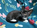 Adopt Nugget a Black & White or Tuxedo American Shorthair / Mixed (short coat)