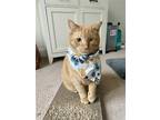 Adopt Willy (& Nelson) bonded a Orange or Red Maine Coon / Mixed (medium coat)