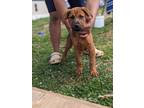 Adopt Canela a Brown/Chocolate Hound (Unknown Type) / Golden Retriever / Mixed
