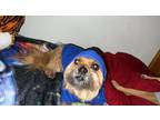 Adopt Rocky a Brown/Chocolate Shih Tzu / Mixed dog in Wellington, CO (41564579)