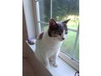 Adopt Lexi a Calico or Dilute Calico Domestic Mediumhair / Mixed (medium coat)